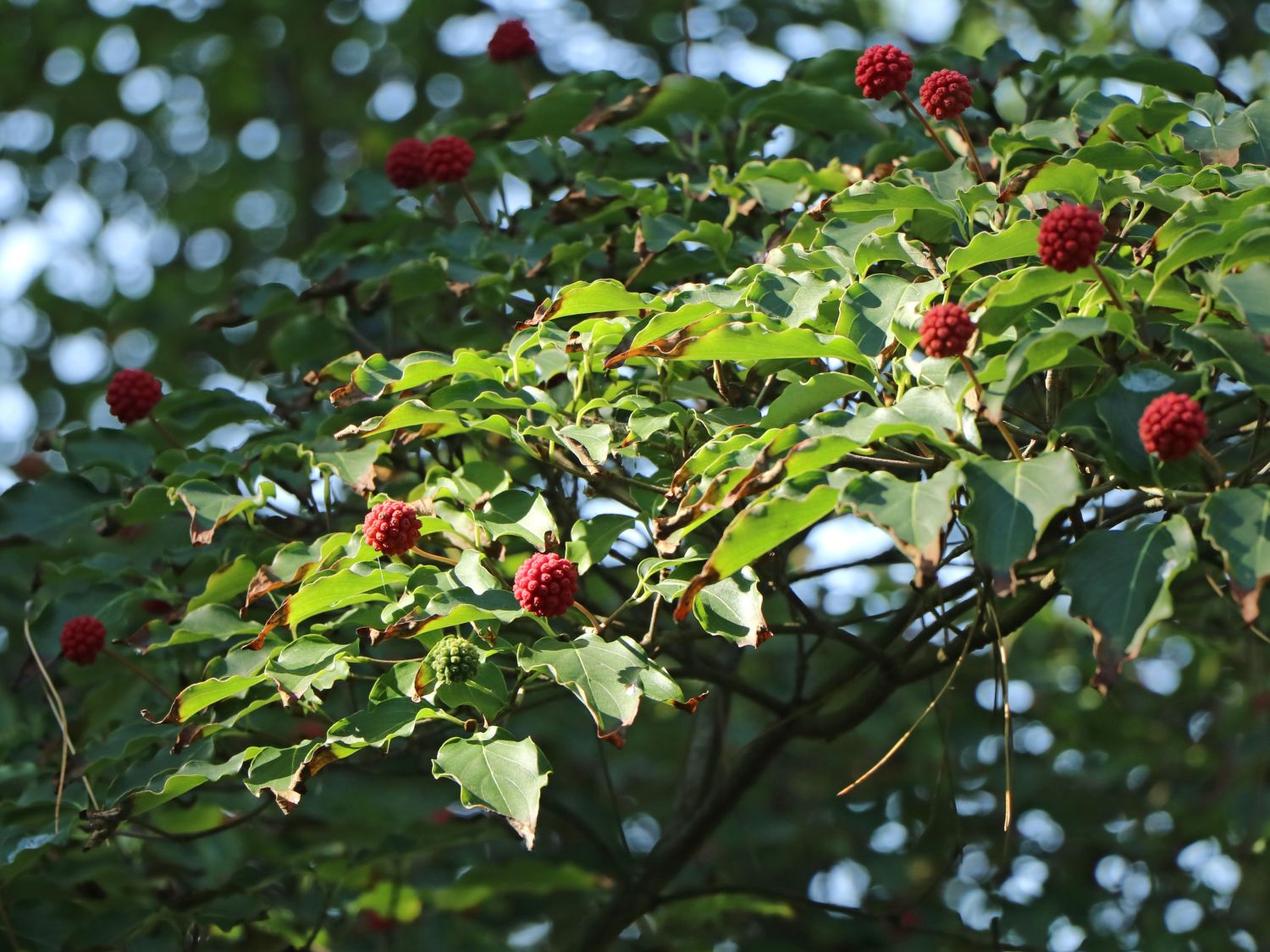 Japanischer Blumen-Hartriegel 'Robert's Select' - Cornus kousa 'Robert's Select'