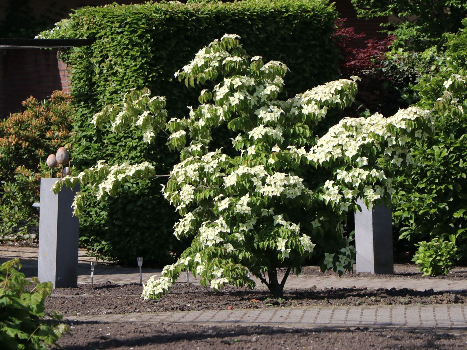 Japanischer BlumenHartriegel 'Robert's Selectie' Cornus kousa