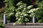 Japanischer Blumen-Hartriegel 'Robert's Select' - Cornus kousa 'Robert's Select'