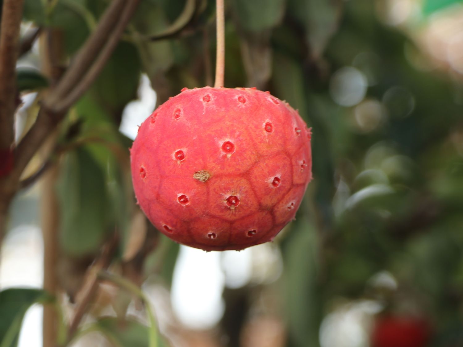 Japanischer Blumen-Hartriegel 'Robert's Select' - Cornus kousa 'Robert's Select'