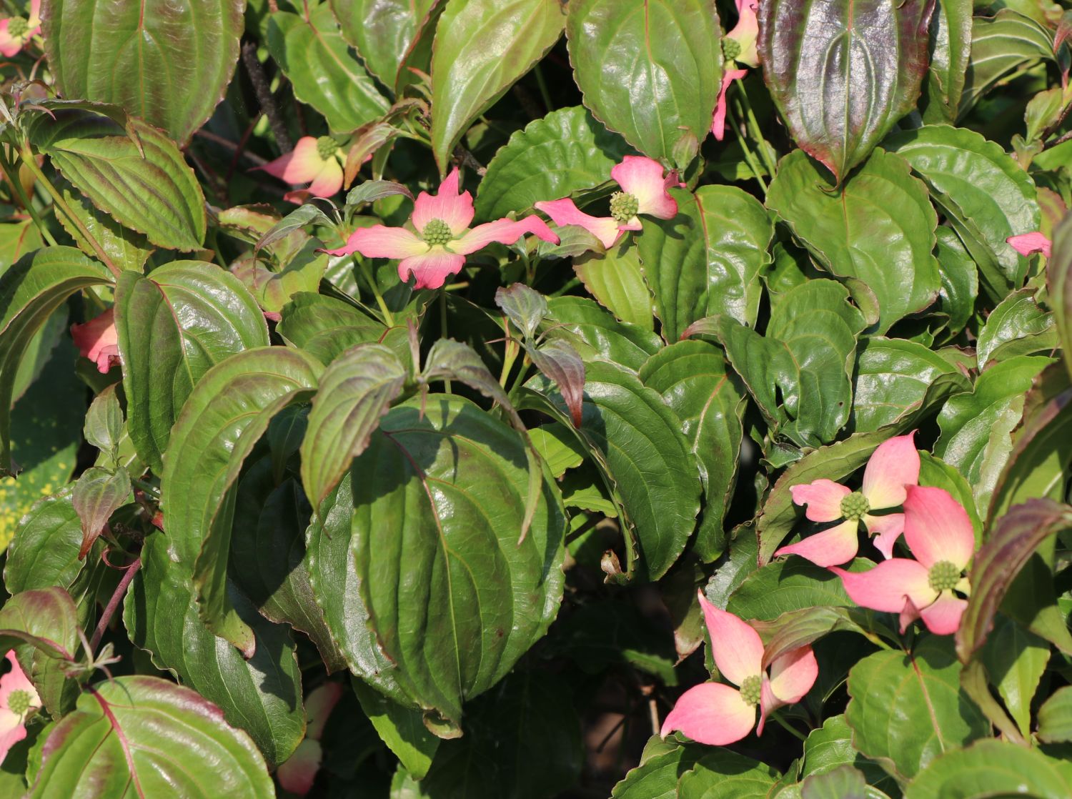 Japanischer Blumen-Hartriegel 'Rubra' - Cornus kousa 'Rubra'