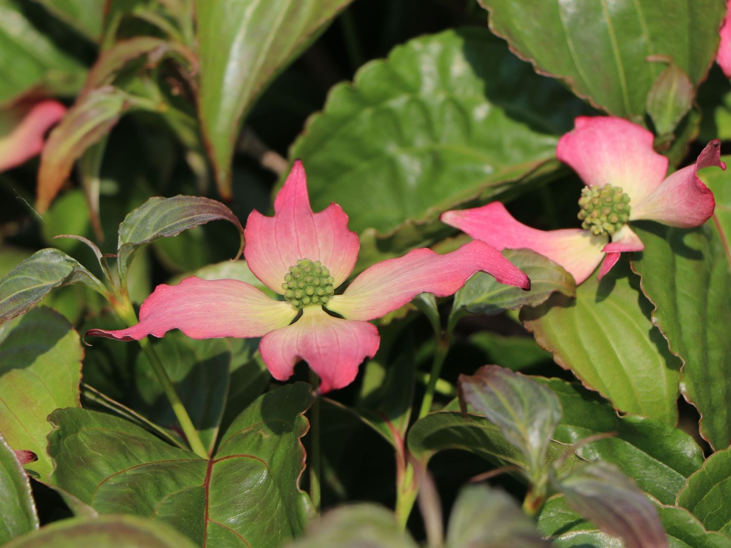 Japanischer Blumen-Hartriegel 'Rubra' - Cornus kousa 'Rubra'