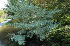 Japanischer Blumen-Hartriegel 'Silver Pheasant' - Cornus kousa 'Silver Pheasant'