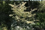 Japanischer Blumen-Hartriegel 'Silver Pheasant' - Cornus kousa 'Silver Pheasant'