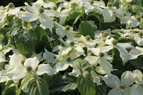 Japanischer Blumen-Hartriegel 'Snow Flurry' - Cornus kousa 'Snow Flurry'