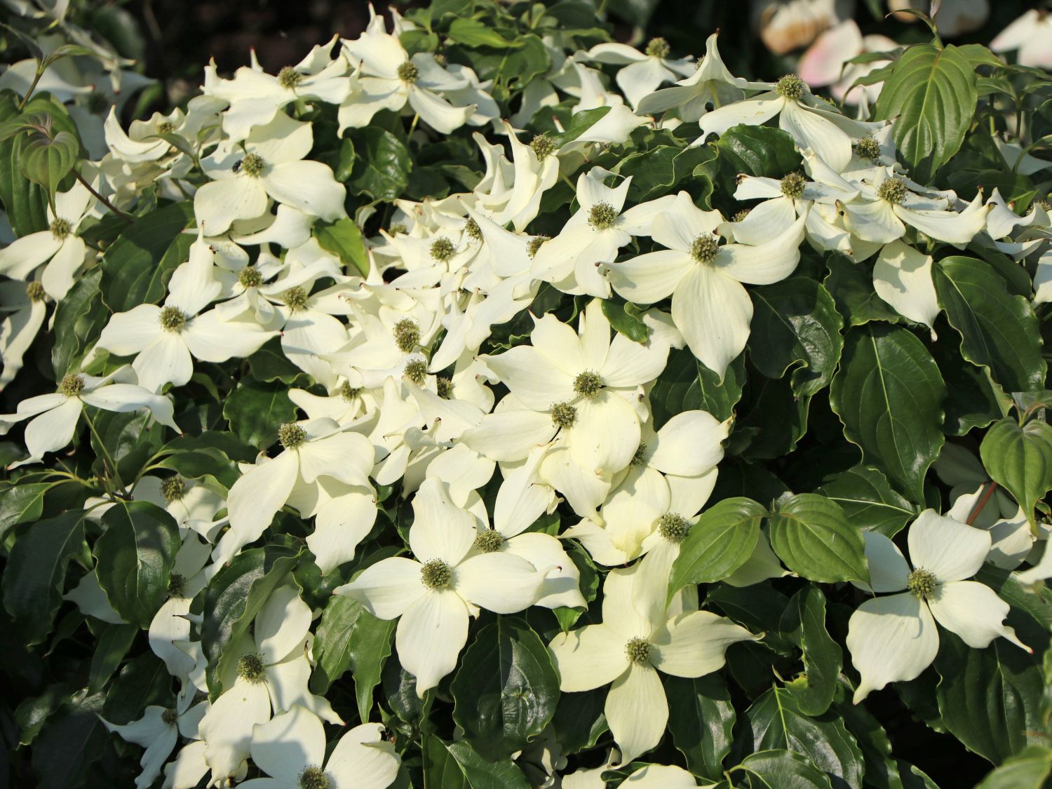 Japanischer Blumen-Hartriegel 'Snow Flurry' - Cornus kousa 'Snow Flurry'