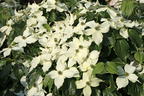 Japanischer Blumen-Hartriegel 'Snow Flurry' - Cornus kousa 'Snow Flurry'