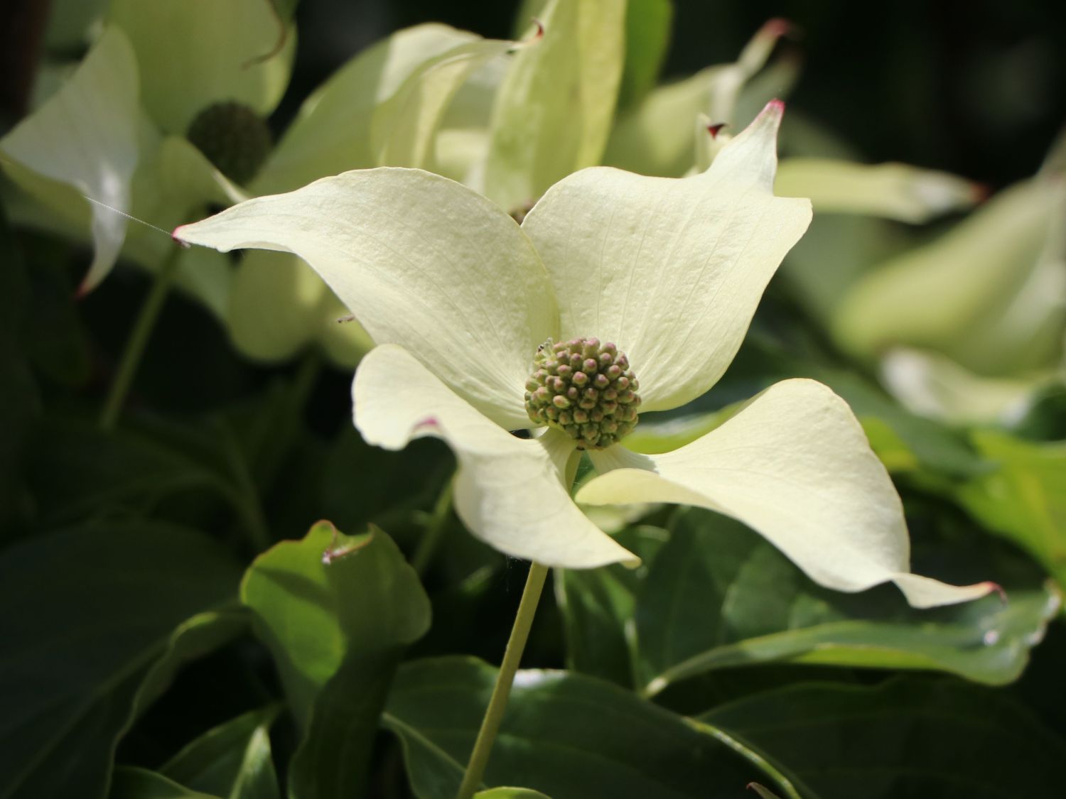 Japanischer Blumen-Hartriegel 'Snow Flurry' - Cornus kousa 'Snow Flurry'