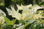 Japanischer Blumen-Hartriegel 'Snow Flurry' - Cornus kousa 'Snow Flurry'