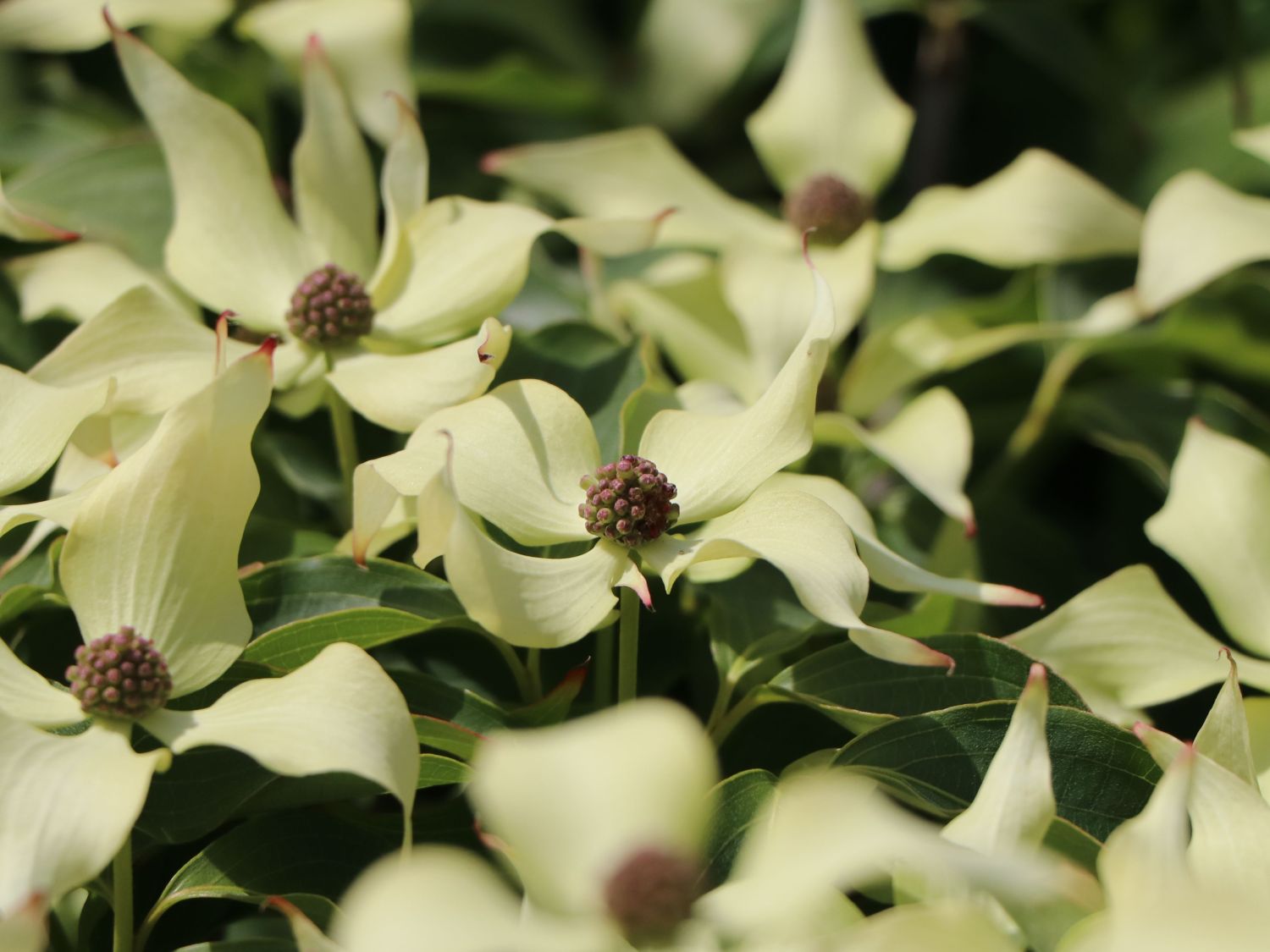 Japanischer Blumen-Hartriegel 'Snow Flurry' - Cornus kousa 'Snow Flurry'