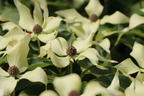 Japanischer Blumen-Hartriegel 'Snow Flurry' - Cornus kousa 'Snow Flurry'