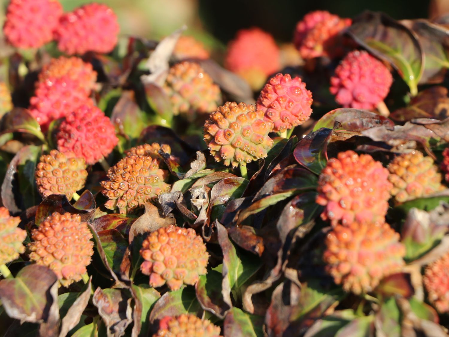 Japanischer Blumen-Hartriegel 'Snow Flurry' - Cornus kousa 'Snow Flurry'
