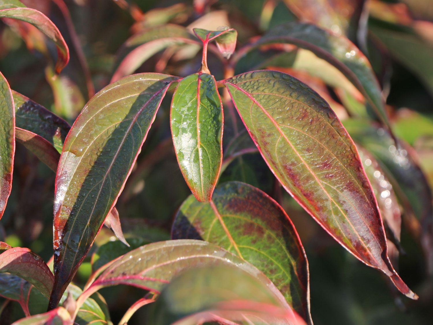 Japanischer Blumen-Hartriegel 'Snow Flurry' - Cornus kousa 'Snow Flurry'