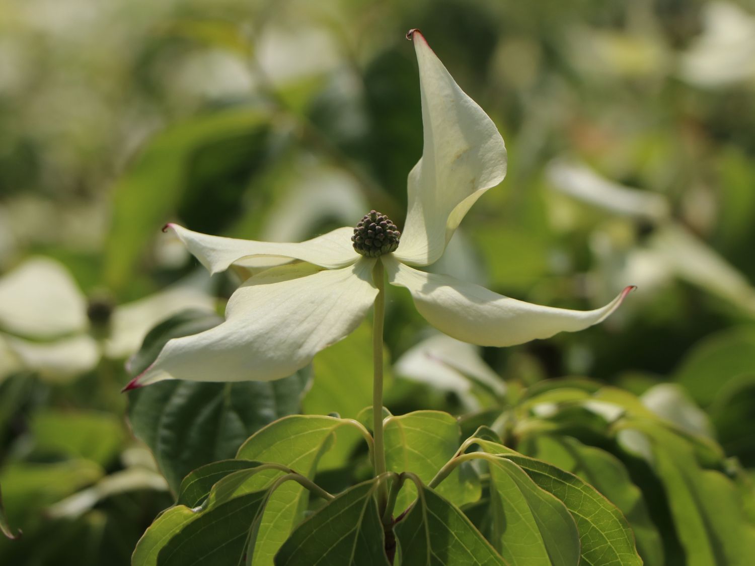 Japanischer Blumen-Hartriegel 'Snow Flurry' - Cornus kousa 'Snow Flurry'