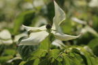 Japanischer Blumen-Hartriegel 'Snow Flurry' - Cornus kousa 'Snow Flurry'