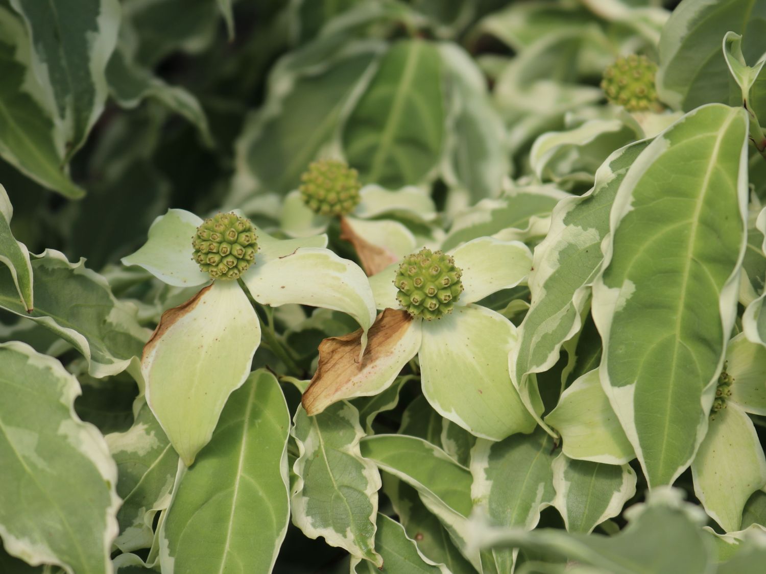 Japanischer Blumen-Hartriegel 'Snow Boy' - Cornus kousa 'Snow Boy'