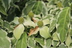 Japanischer Blumen-Hartriegel 'Snow Boy' - Cornus kousa 'Snow Boy'