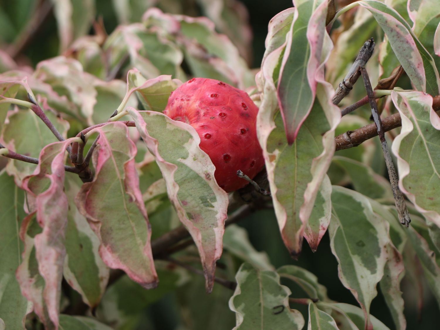 Japanischer Blumen-Hartriegel 'Snow Boy' - Cornus kousa 'Snow Boy'
