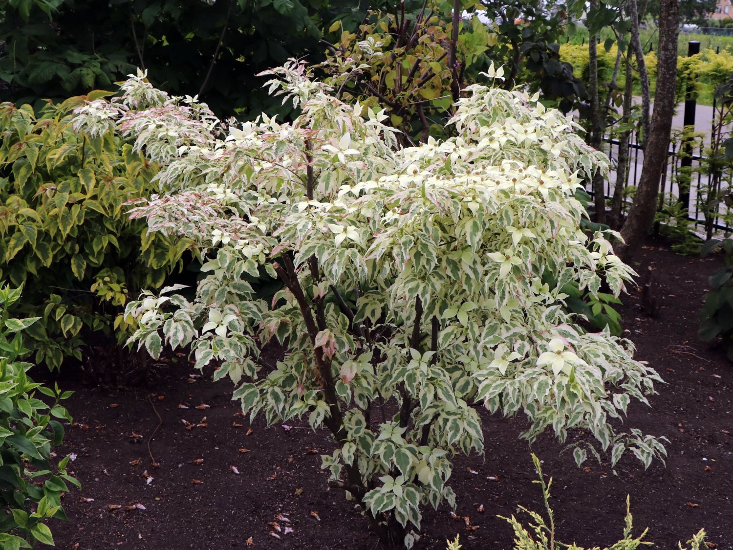 Japanischer Blumen-Hartriegel 'Snow Boy' - Cornus kousa 'Snow Boy'