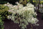 Japanischer Blumen-Hartriegel 'Snow Boy' - Cornus kousa 'Snow Boy'