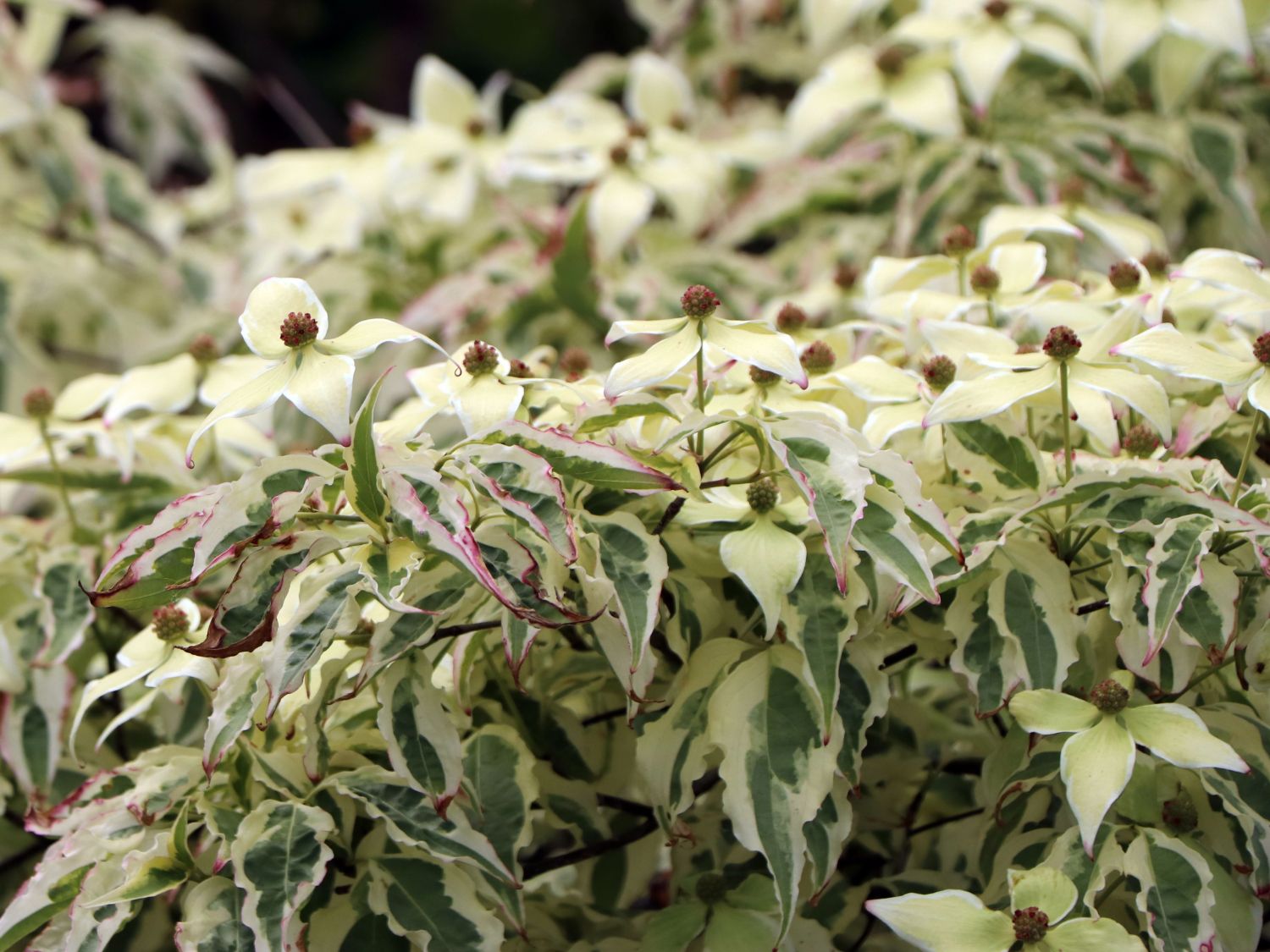 Japanischer Blumen-Hartriegel 'Snow Boy' - Cornus kousa 'Snow Boy'
