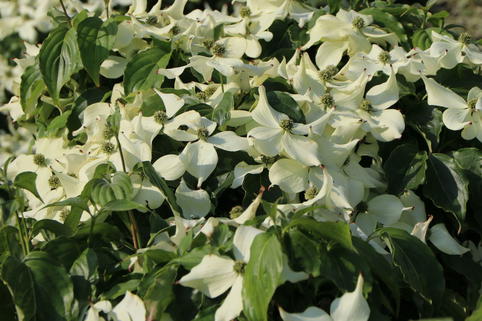 Japanischer Blumen-Hartriegel 'Snowflake' - Cornus kousa 'Snowflake'