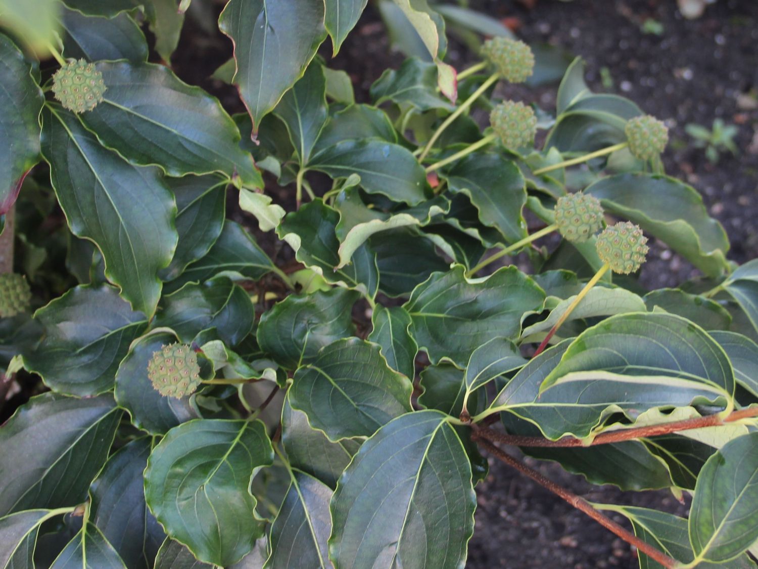 Japanischer Blumen-Hartriegel 'Snowflake' - Cornus kousa 'Snowflake'