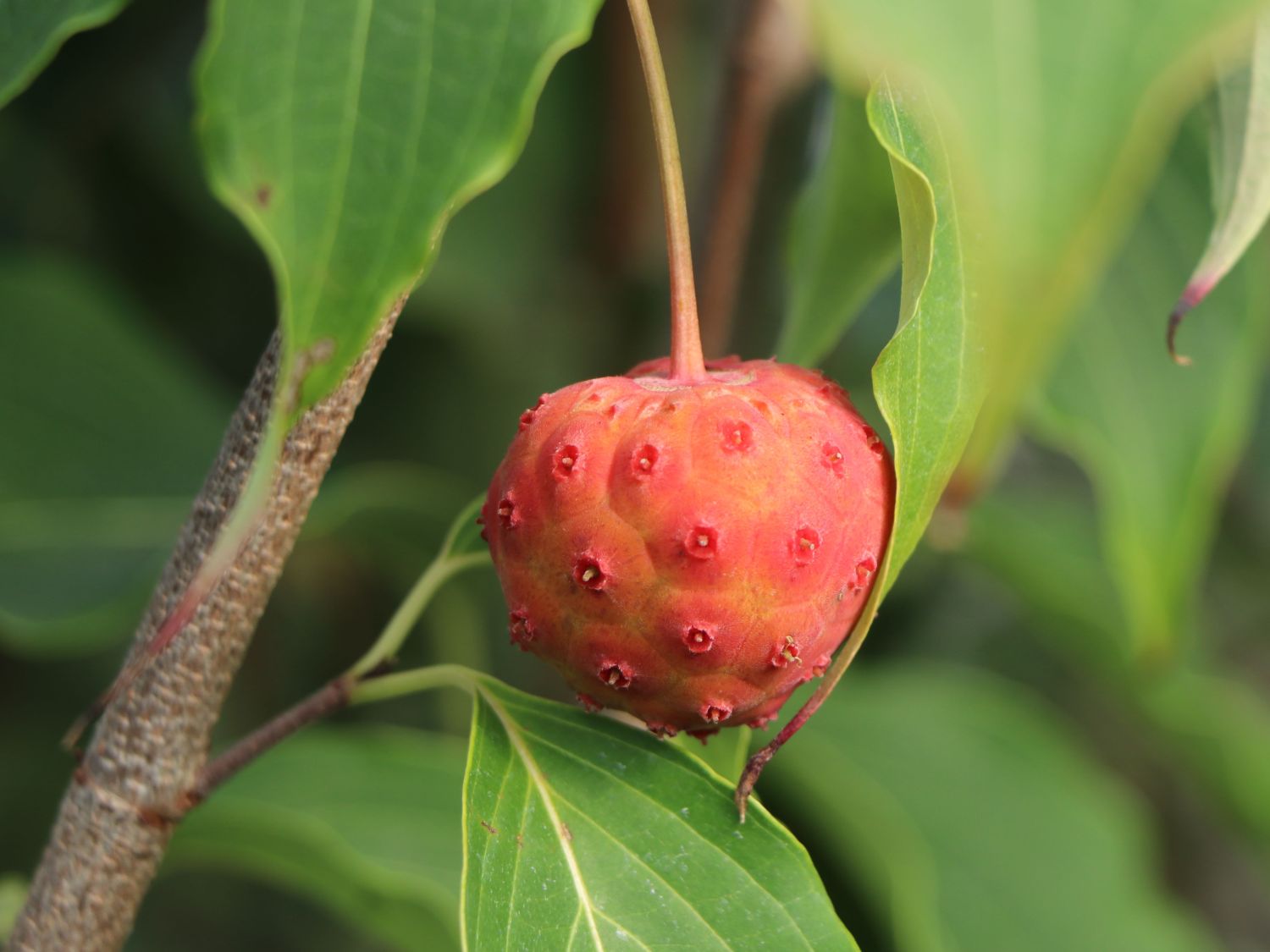 Japanischer Blumen-Hartriegel 'Snowflake' - Cornus kousa 'Snowflake'
