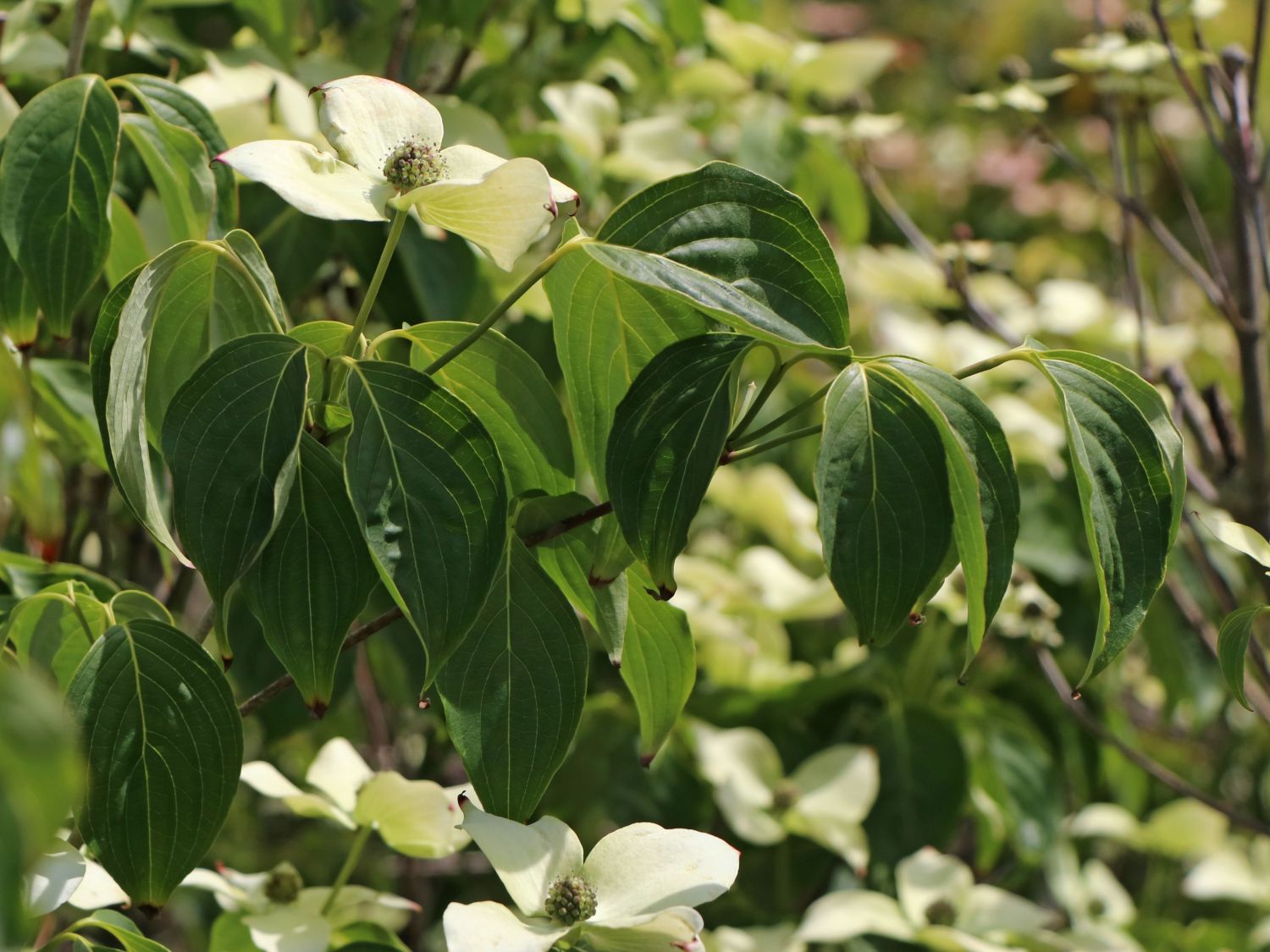 Japanischer Blumen-Hartriegel 'Snowflake' - Cornus kousa 'Snowflake'