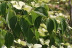 Japanischer Blumen-Hartriegel 'Snowflake' - Cornus kousa 'Snowflake'