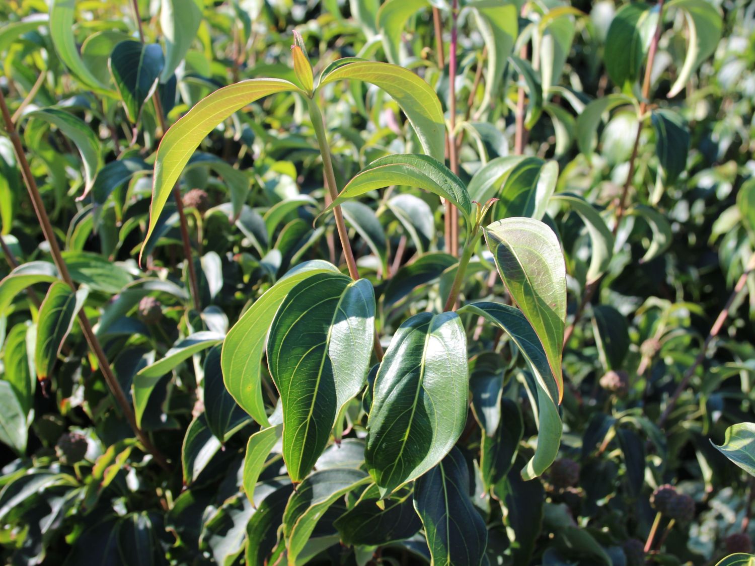 Japanischer Blumen-Hartriegel 'Snowflake' - Cornus kousa 'Snowflake'