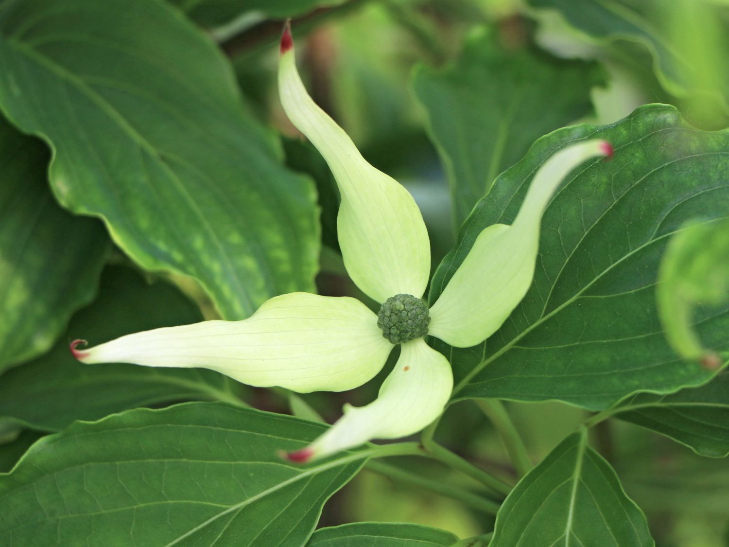Japanischer Blumen-Hartriegel 'Snowflake' - Cornus kousa 'Snowflake'