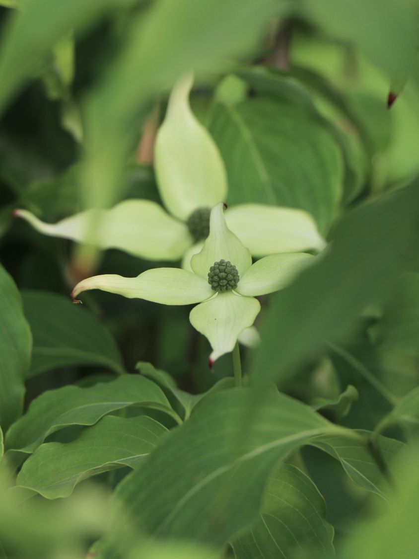 Japanischer Blumen-Hartriegel 'Snowflake' - Cornus kousa 'Snowflake'