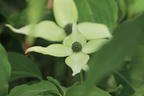 Japanischer Blumen-Hartriegel 'Snowflake' - Cornus kousa 'Snowflake'