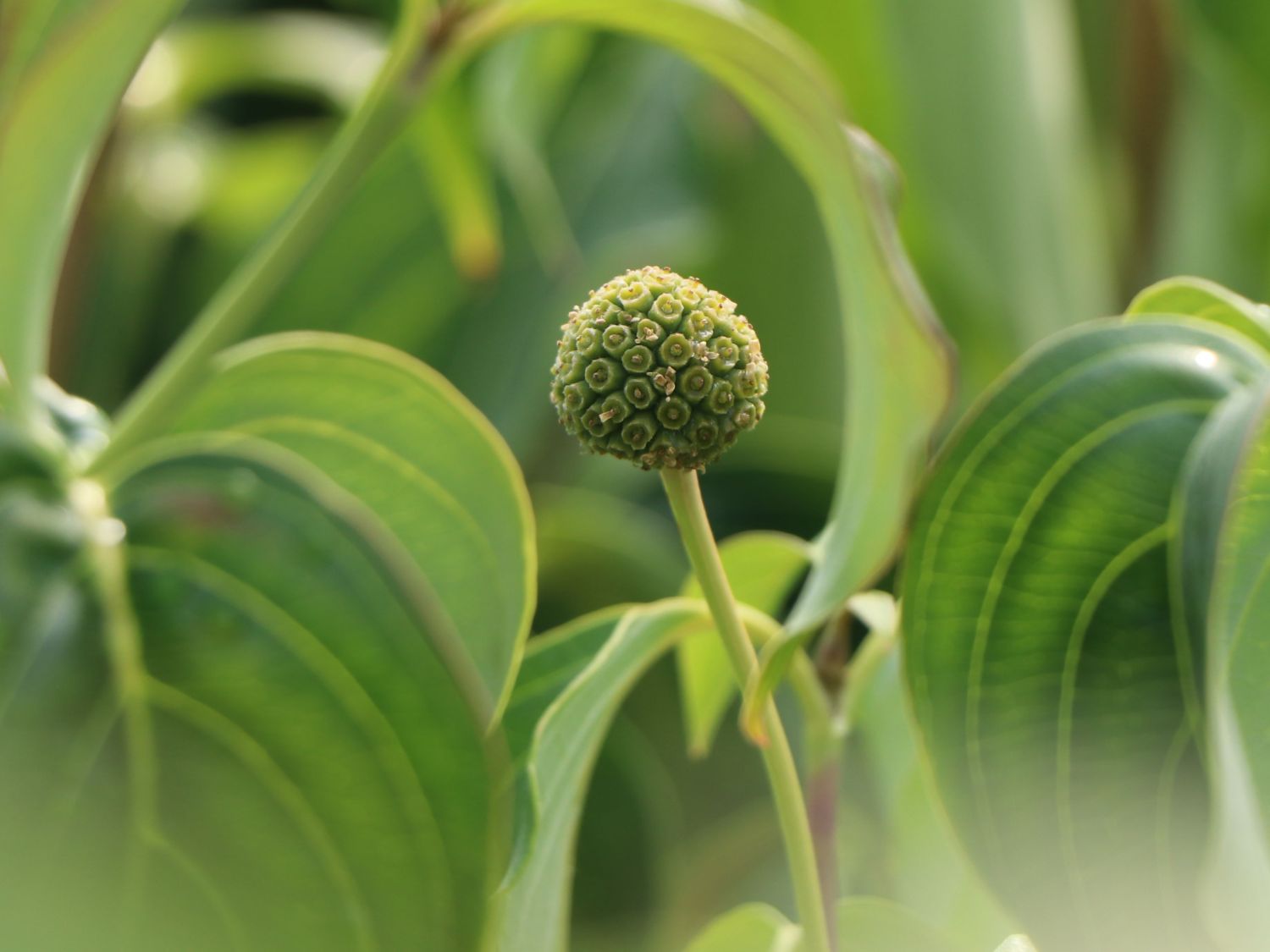 Japanischer Blumen-Hartriegel 'Snowflake' - Cornus kousa 'Snowflake'