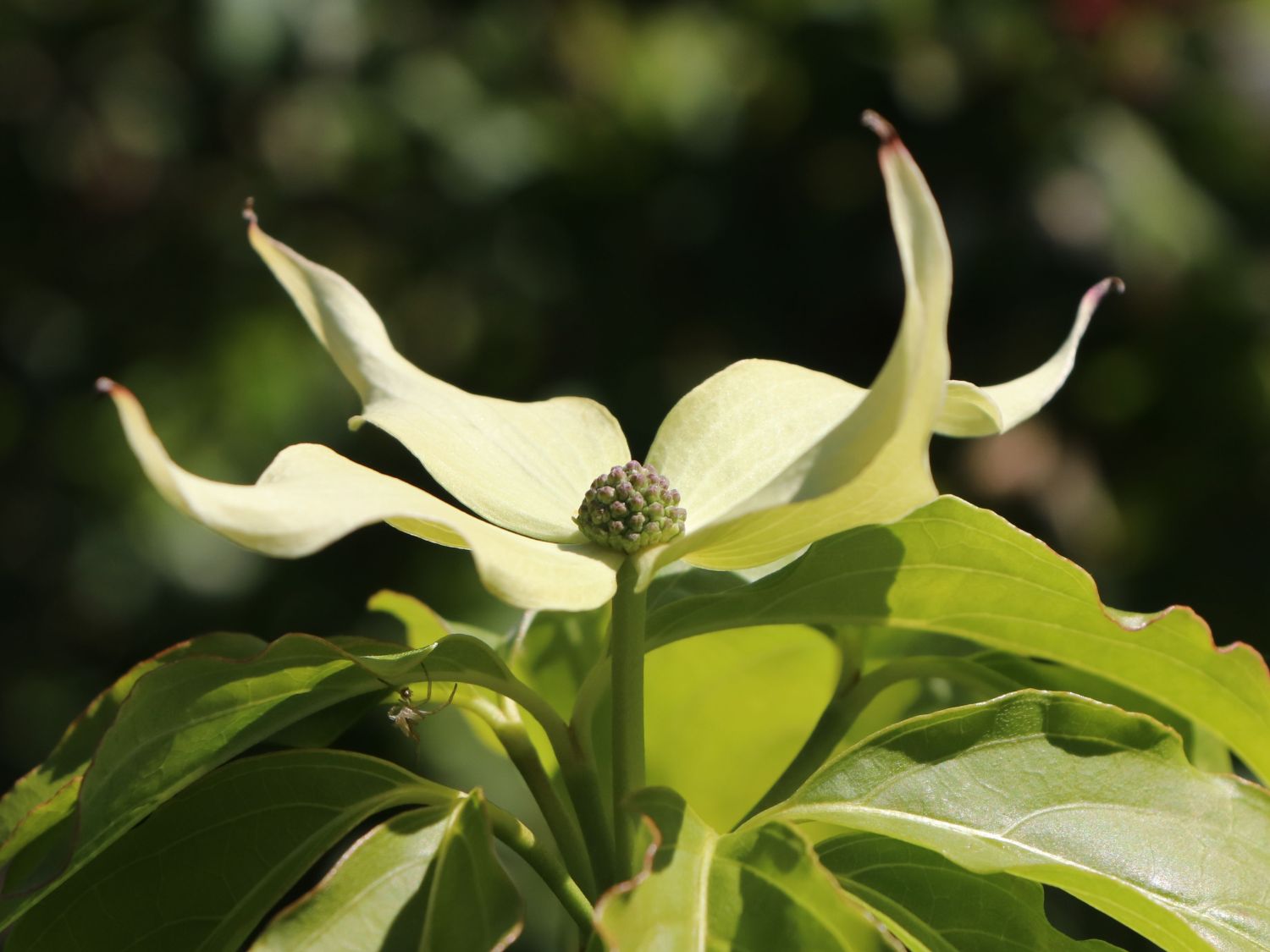Japanischer Blumen-Hartriegel 'Snowflake' - Cornus kousa 'Snowflake'