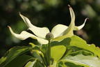 Japanischer Blumen-Hartriegel 'Snowflake' - Cornus kousa 'Snowflake'