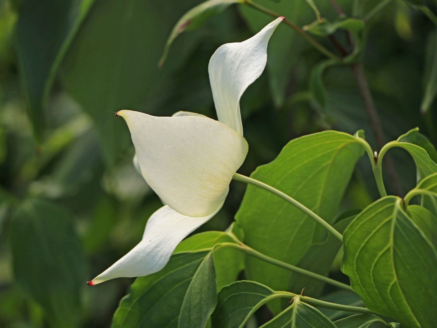 Japanischer Blumen-Hartriegel 'Snowflake' - Cornus kousa 'Snowflake'