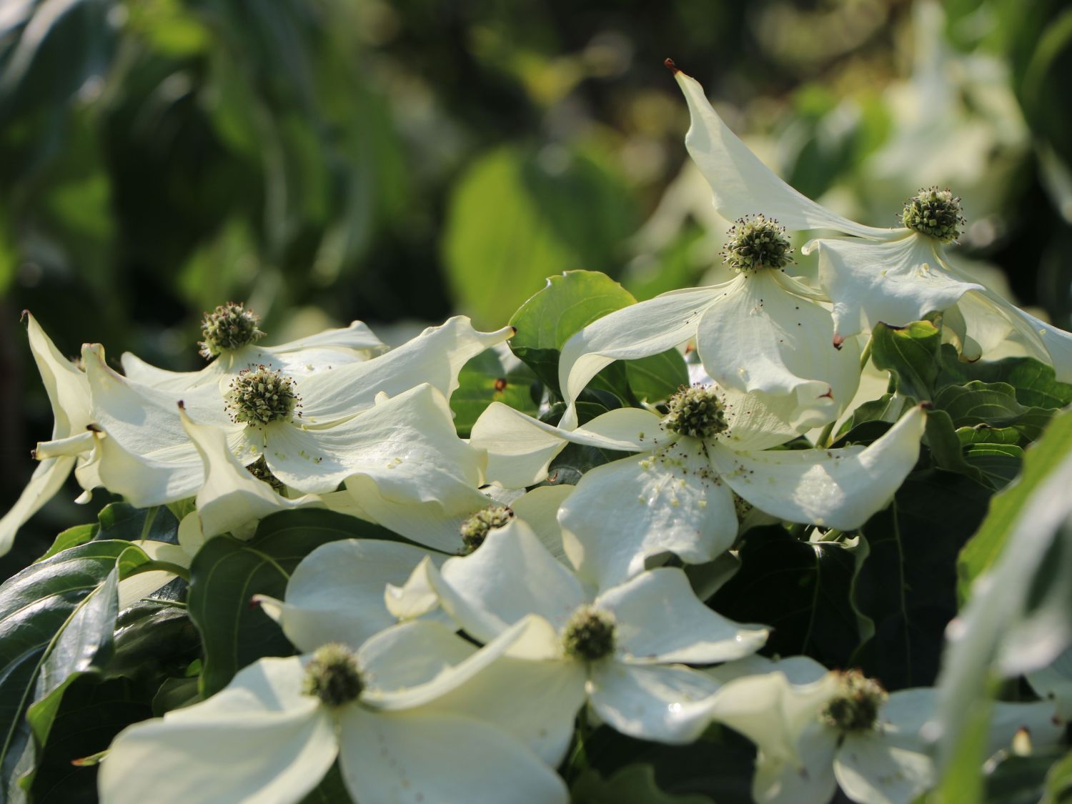 Japanischer Blumen-Hartriegel 'Snowflake' - Cornus kousa 'Snowflake'