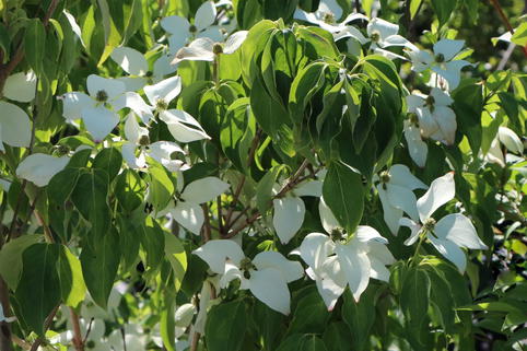 Japanischer Blumen-Hartriegel 'Temple Jewel' - Cornus kousa 'Temple Jewel'