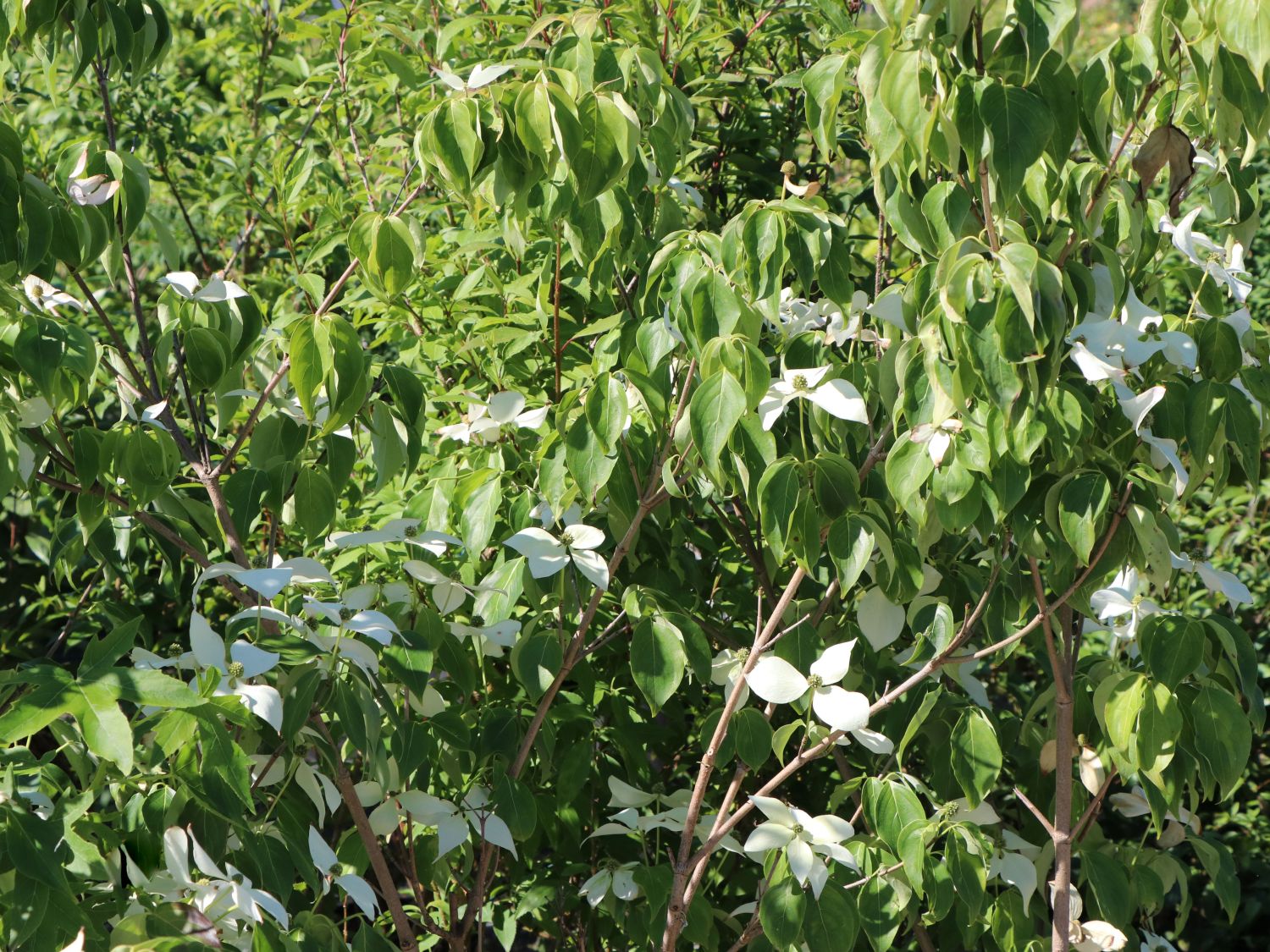 Japanischer Blumen-Hartriegel 'Temple Jewel' - Cornus kousa 'Temple Jewel'