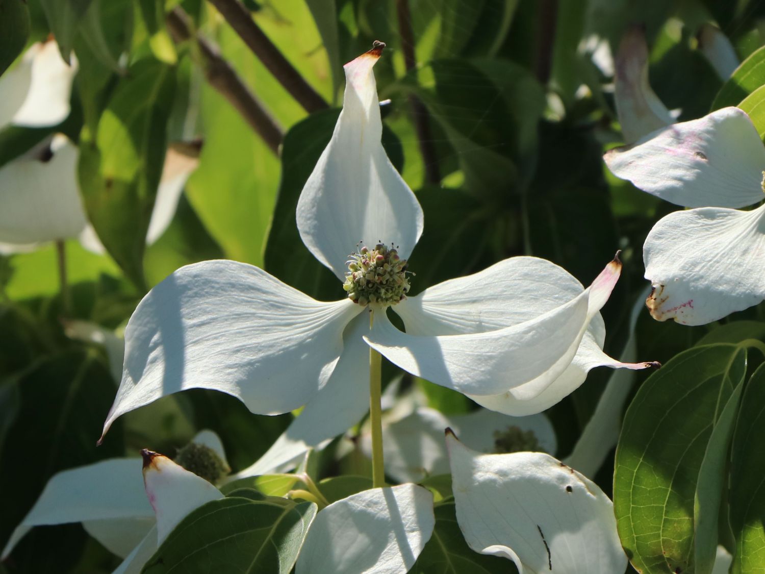 Japanischer Blumen-Hartriegel 'Temple Jewel' - Cornus kousa 'Temple Jewel'