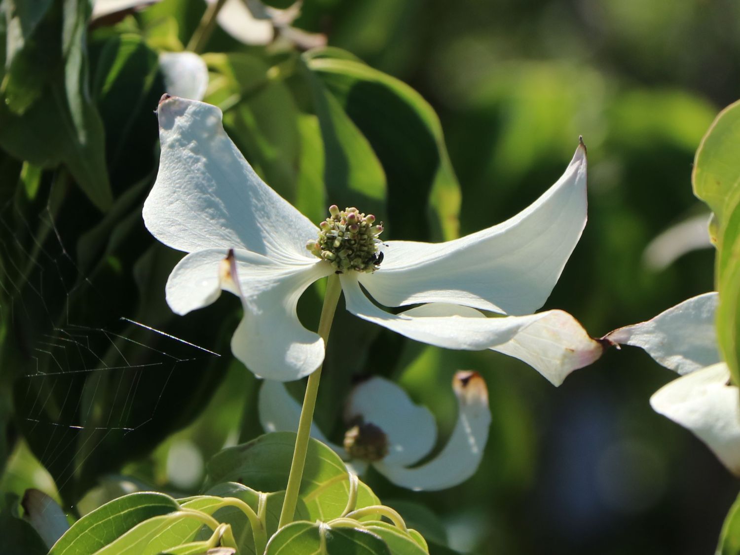 Japanischer Blumen-Hartriegel 'Temple Jewel' - Cornus kousa 'Temple Jewel'