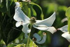 Japanischer Blumen-Hartriegel 'Temple Jewel' - Cornus kousa 'Temple Jewel'