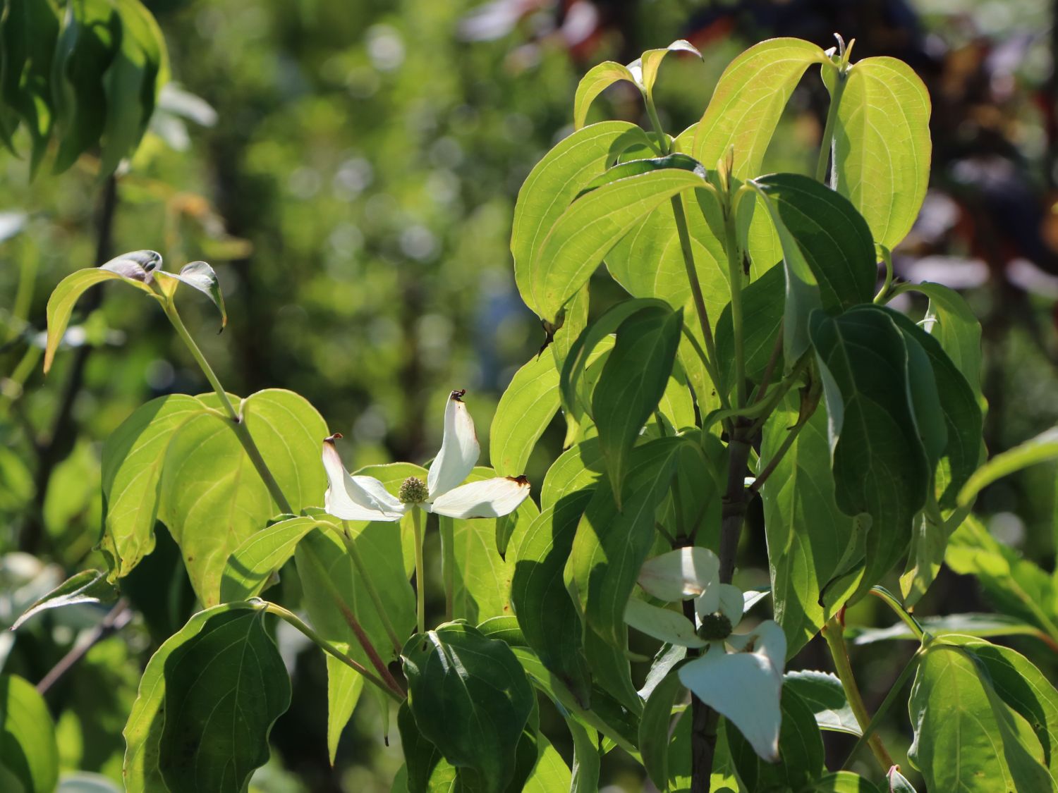 Japanischer Blumen-Hartriegel 'Temple Jewel' - Cornus kousa 'Temple Jewel'