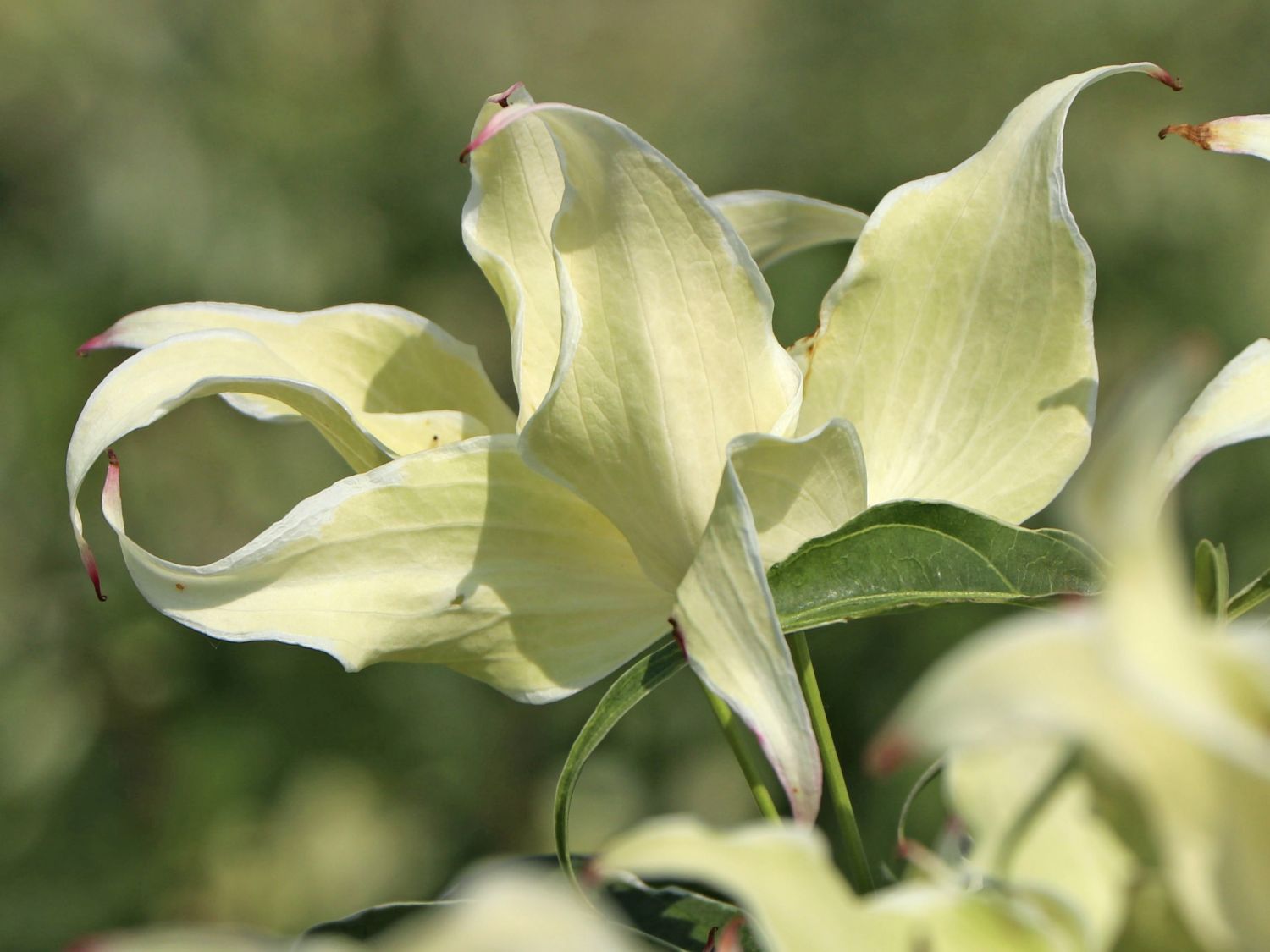 Japanischer Blumen-Hartriegel 'Teresa' - Cornus kousa 'Teresa'