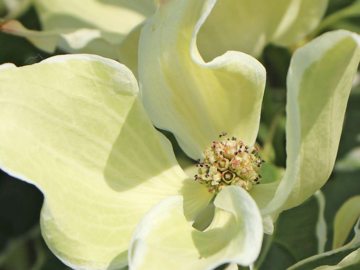 Japanischer Blumen-Hartriegel 'Teresa' - Cornus kousa 'Teresa'