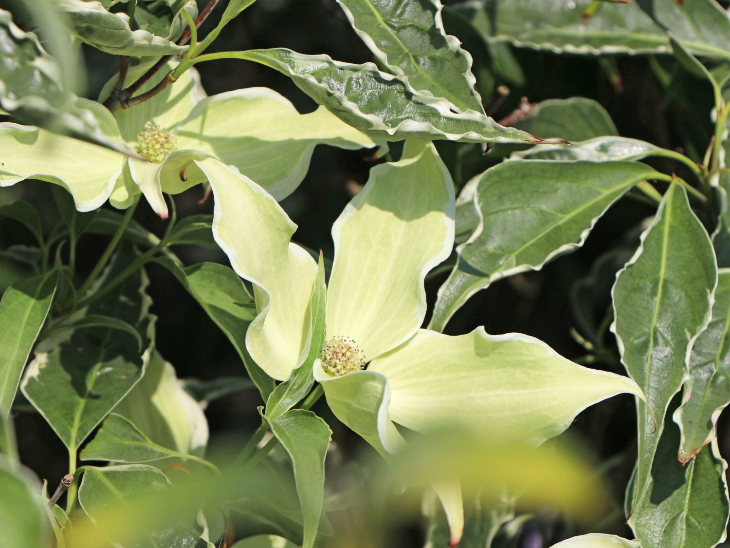 Japanischer Blumen-Hartriegel 'Teresa' - Cornus kousa 'Teresa'