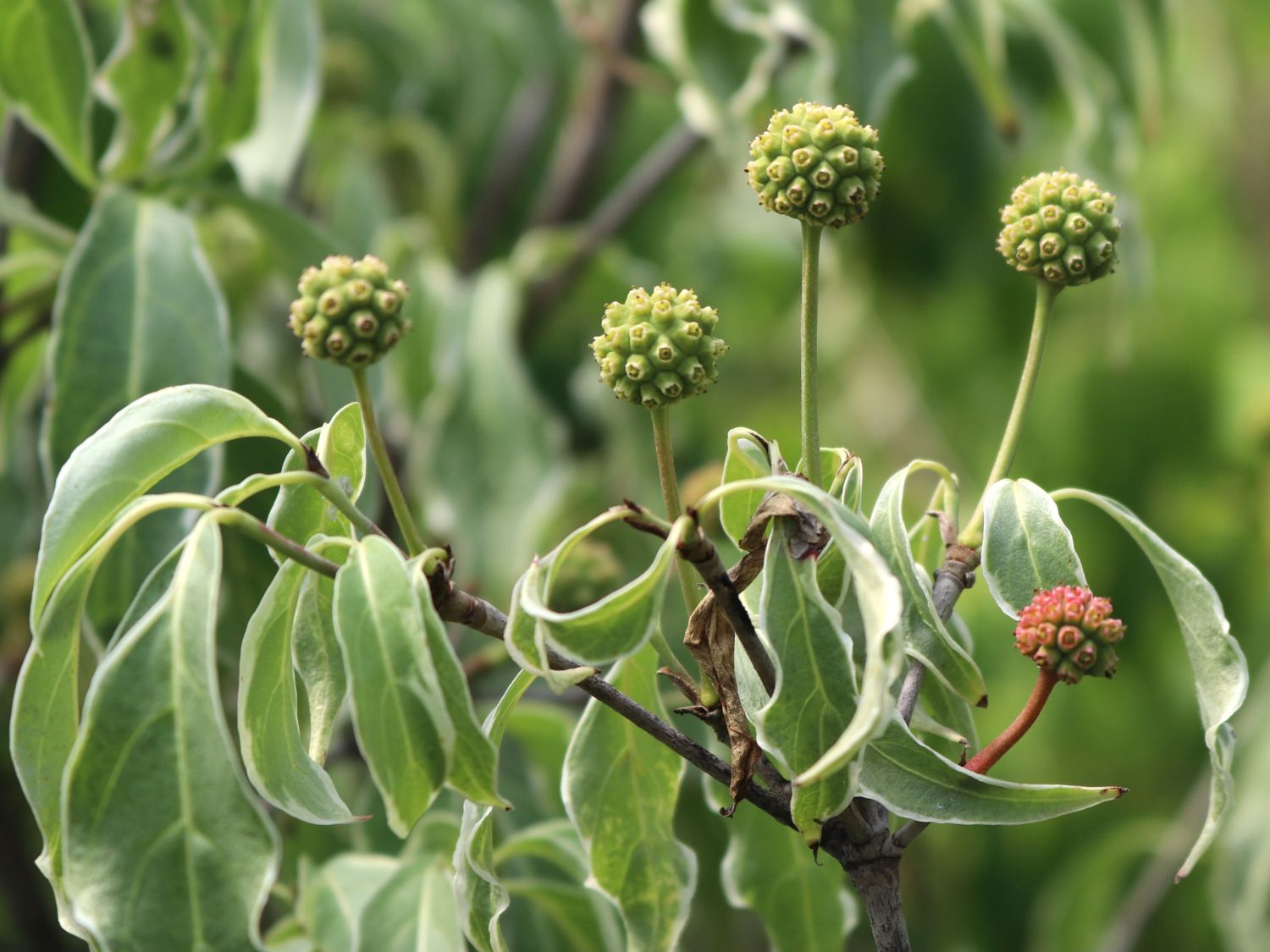Japanischer Blumen-Hartriegel 'Teresa' - Cornus kousa 'Teresa'