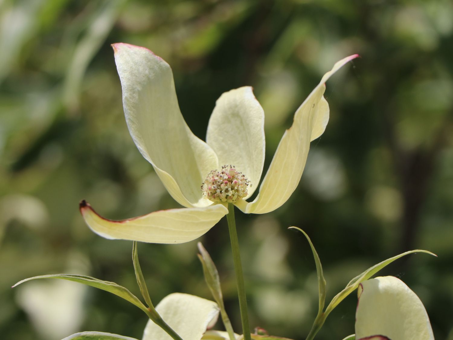 Japanischer Blumen-Hartriegel 'Teresa' - Cornus kousa 'Teresa'